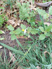 Solanum juvenale