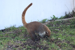 Nasua narica nelsoni