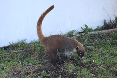 Nasua narica nelsoni