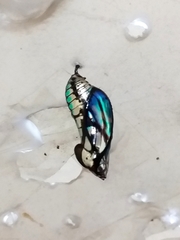 Mechanitis polymnia casabranca