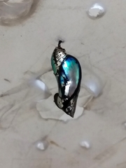 Mechanitis polymnia casabranca