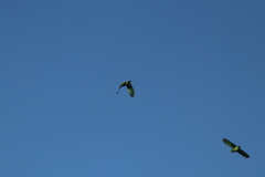 Amazona albifrons