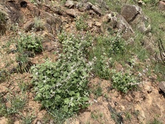 Malacothamnus clementinus