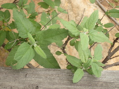 Lepechinia cardiophylla