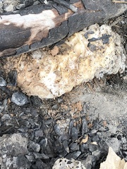 Daleomyces phillipsii