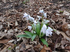 Scilla mischtschenkoana