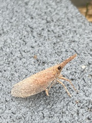 Rentinus dilatatus