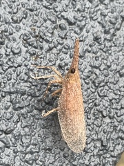 Rentinus dilatatus