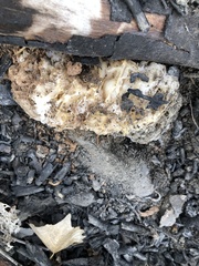 Daleomyces phillipsii