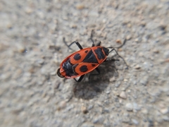 Pyrrhocoris apterus