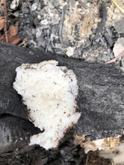 Daleomyces phillipsii