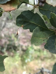 Andricus pedicellatus