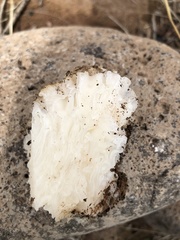 Daleomyces phillipsii