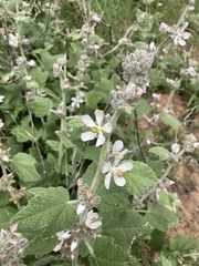Malacothamnus clementinus