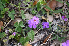 Phlox glabriflora