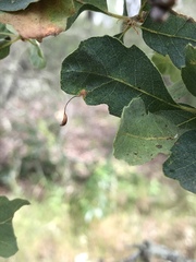 Andricus pedicellatus