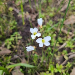 Cardamine penduliflora