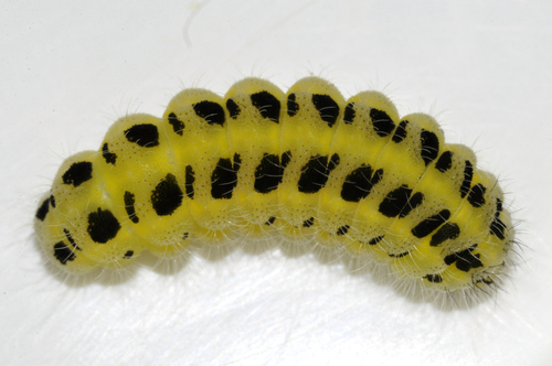 Vingiorykštinis Marguolis nuotrauka