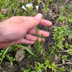 Cardamine penduliflora