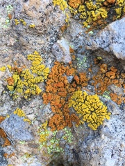 Acarosporomycetidae