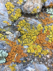 Acarosporomycetidae
