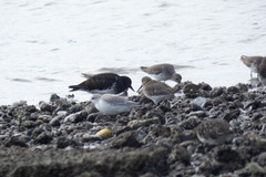 Arenaria melanocephala