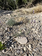 Streptanthus cutleri