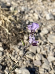 Streptanthus cutleri