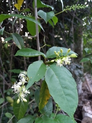 Trichostigma octandrum