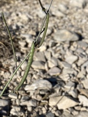 Streptanthus cutleri