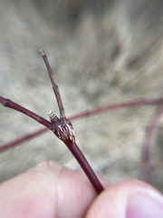 Neolasioptera cornicola