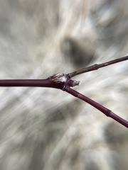 Neolasioptera cornicola