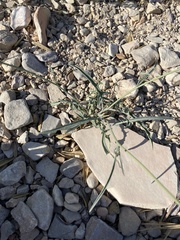 Streptanthus cutleri