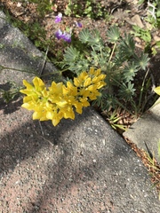 Lupinus luteolus