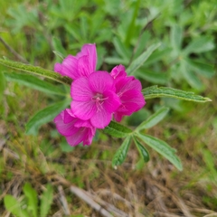 Sidalcea virgata