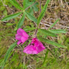 Sidalcea virgata