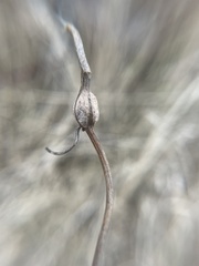 Neolasioptera convolvuli