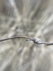 Neolasioptera convolvuli