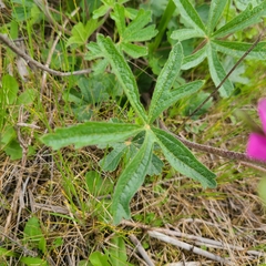 Sidalcea virgata