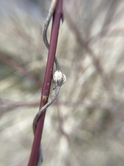 Neolasioptera convolvuli