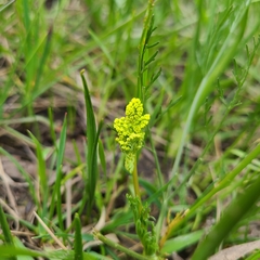 Lomatium bradshawii
