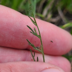 Lomatium bradshawii