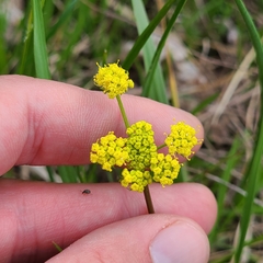 Lomatium bradshawii