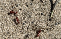 Pogonomyrmex salinus