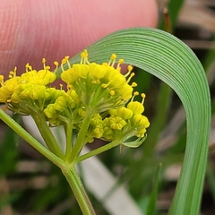 Lomatium bradshawii