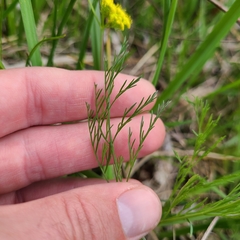 Lomatium bradshawii