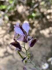 Streptanthus cutleri