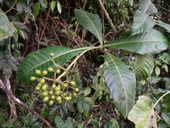 Psychotria grandis
