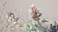 Astragalus lentiginosus micans