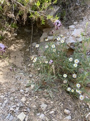 Streptanthus cutleri